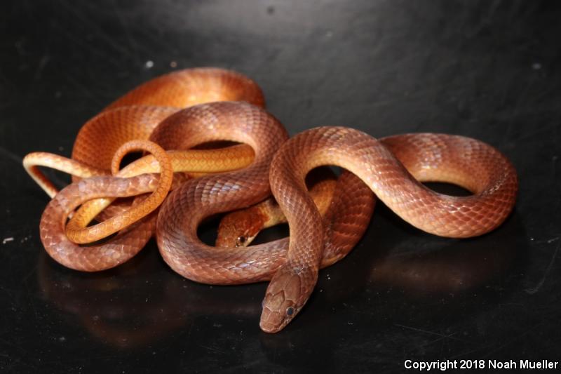 Pine Woods Littersnake (Rhadinaea flavilata)