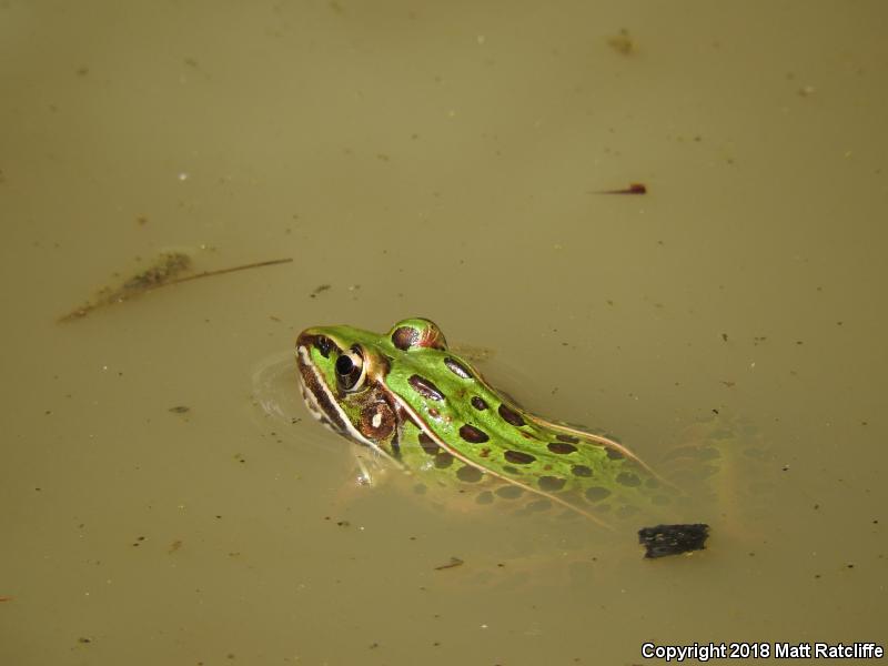 Southern Leopard Frog (Lithobates sphenocephalus utricularius)