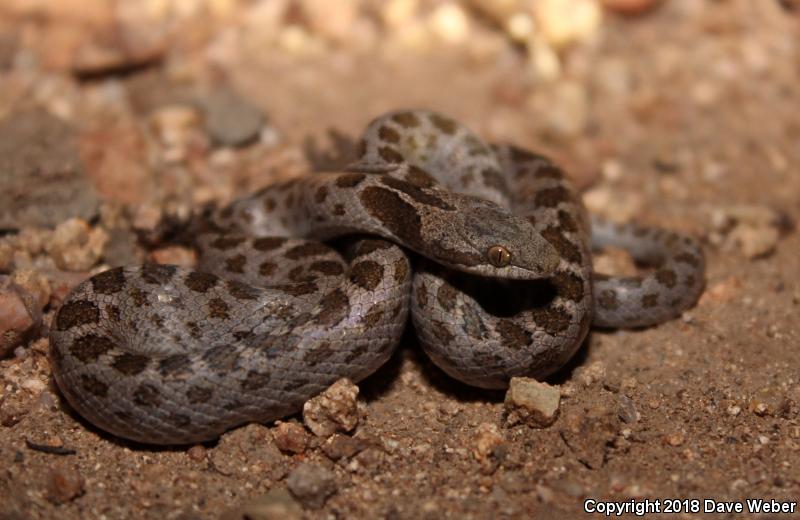 Sonoran Nightsnake (Hypsiglena chlorophaea chlorophaea)