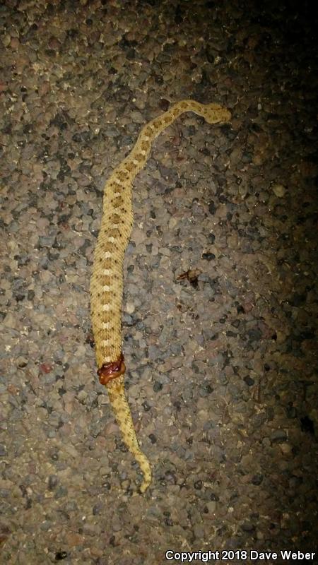 Sonoran Sidewinder (Crotalus cerastes cercobombus)