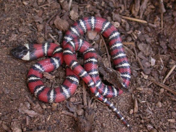 San Diego Mountain Kingsnake (Lampropeltis zonata pulchra)