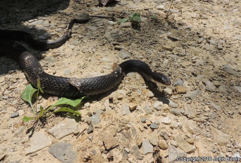 Southern Black Racer (Coluber constrictor priapus)