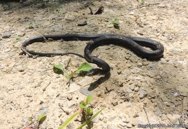 Southern Black Racer (Coluber constrictor priapus)