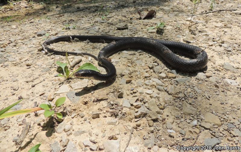 Southern Black Racer (Coluber constrictor priapus)