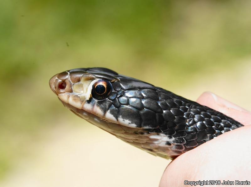 Southern Black Racer (Coluber constrictor priapus)