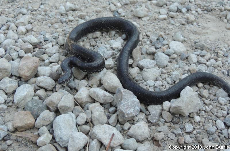 Black Kingsnake (Lampropeltis getula nigra)