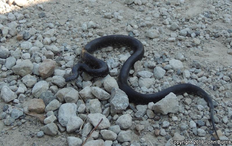 Black Kingsnake (Lampropeltis getula nigra)