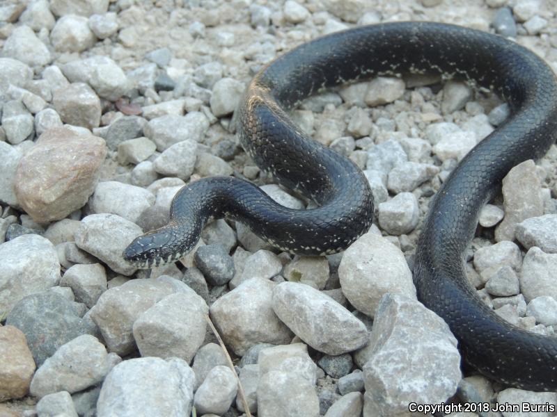 Black Kingsnake (Lampropeltis getula nigra)