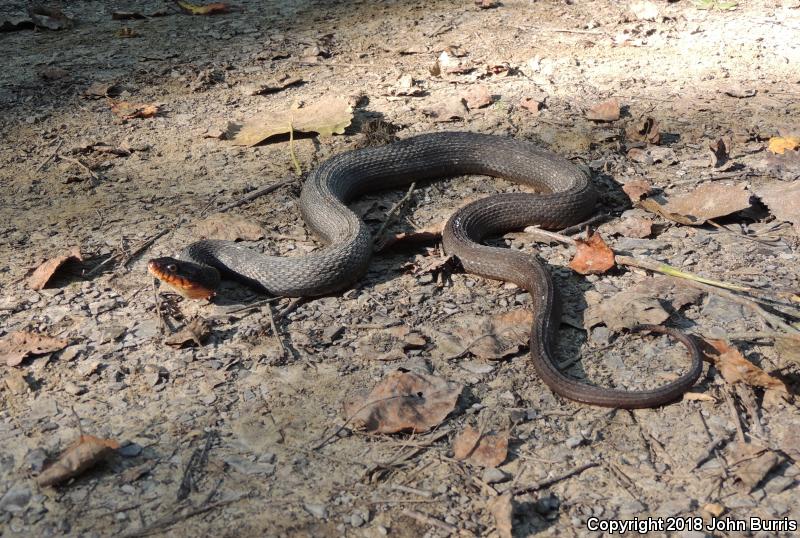 Copper-bellied Watersnake (Nerodia erythrogaster neglecta)