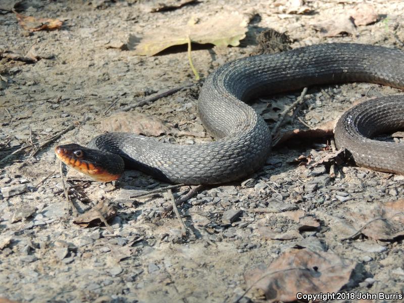 Copper-bellied Watersnake (Nerodia erythrogaster neglecta)