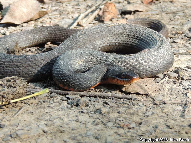 Copper-bellied Watersnake (Nerodia erythrogaster neglecta)