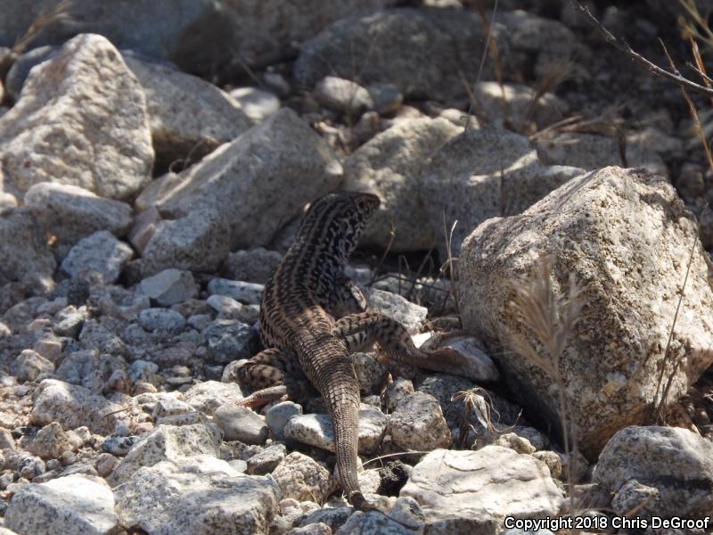 Coastal Whiptail (Aspidoscelis tigris stejnegeri)