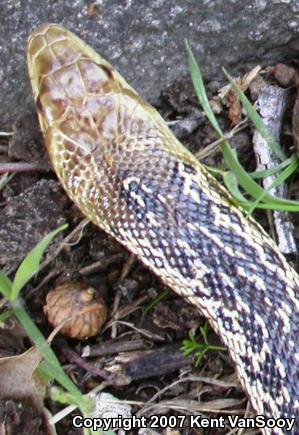 San Diego Gopher Snake (Pituophis catenifer annectens)