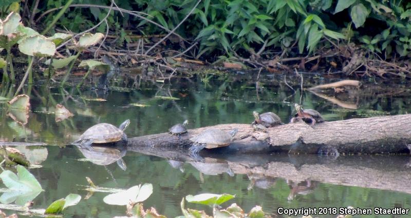 Eastern Painted Turtle (Chrysemys picta picta)