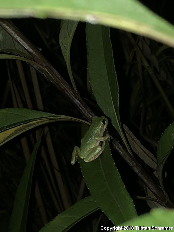 Gray Treefrog (Hyla versicolor)