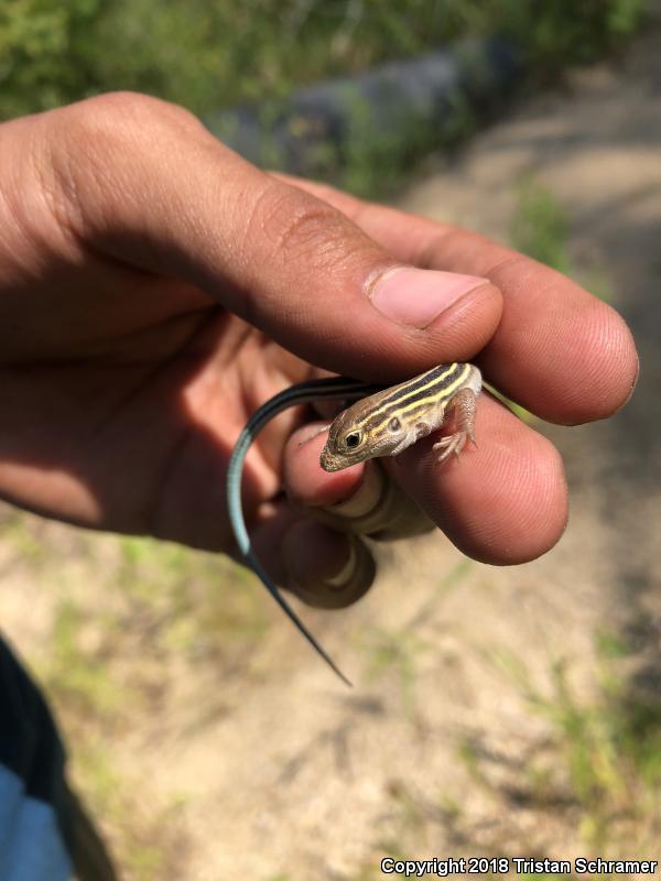 Six-lined Racerunner (Aspidoscelis sexlineata sexlineata)