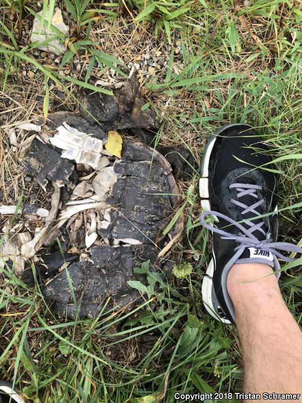 Eastern Snapping Turtle (Chelydra serpentina serpentina)