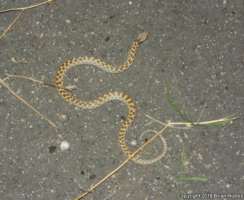 Sonoran Nightsnake (Hypsiglena chlorophaea chlorophaea)