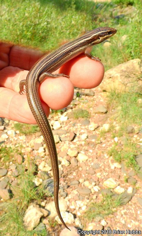 Variable Skink (Plestiodon multivirgatus epipleurotus)