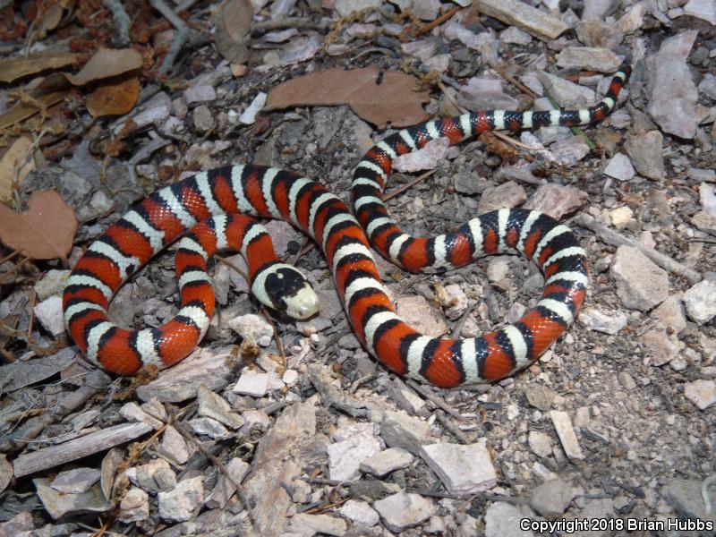 Arizona Mountain Kingsnake (Lampropeltis pyromelana pyromelana)