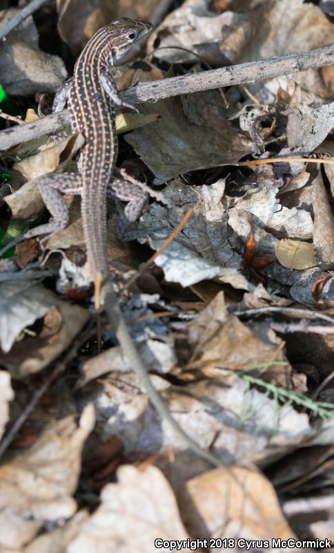 Chihuahuan Spotted Whiptail (Aspidoscelis exsanguis)