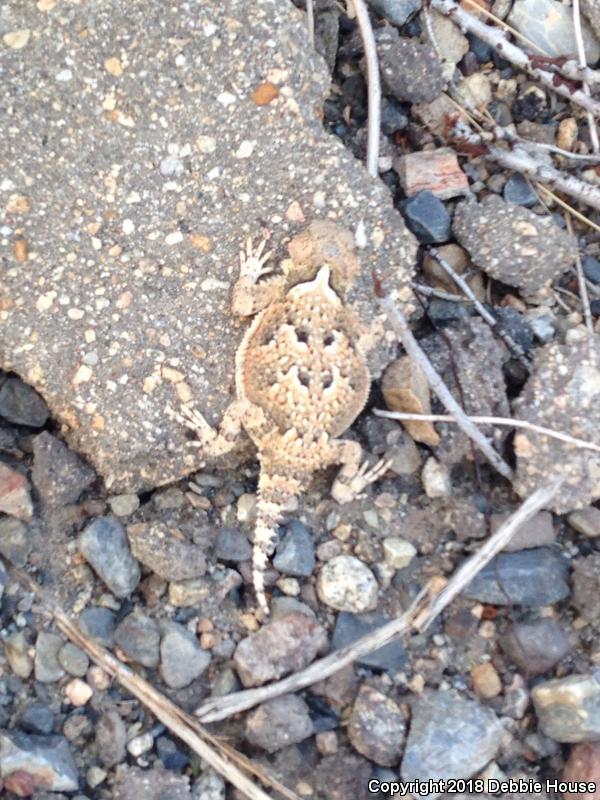 Northern Desert Horned Lizard (Phrynosoma platyrhinos platyrhinos)