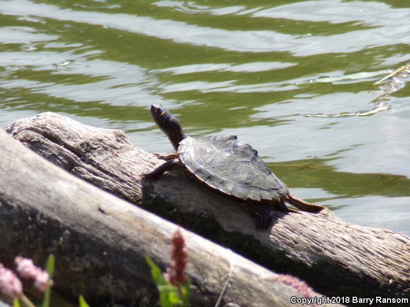 Mississippi Map Turtle (Graptemys pseudogeographica kohnii)