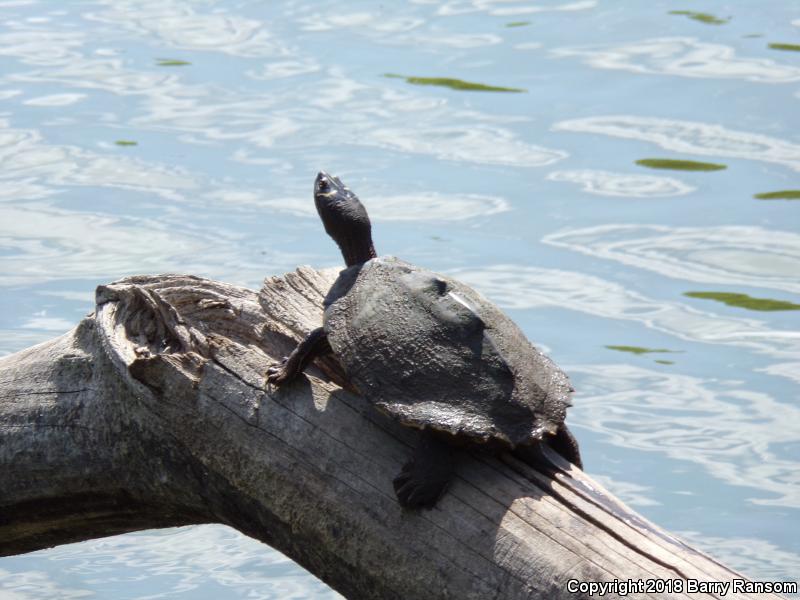 Mississippi Map Turtle (Graptemys pseudogeographica kohnii)