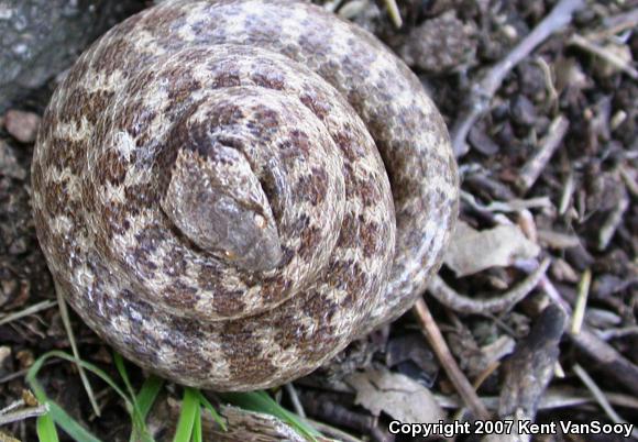 San Diego Nightsnake (Hypsiglena ochrorhyncha klauberi)