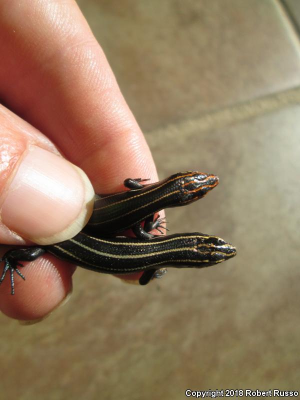 Southeastern Five-lined Skink (Plestiodon inexpectatus)