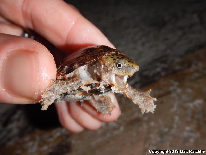 Loggerhead Musk Turtle (Sternotherus minor)