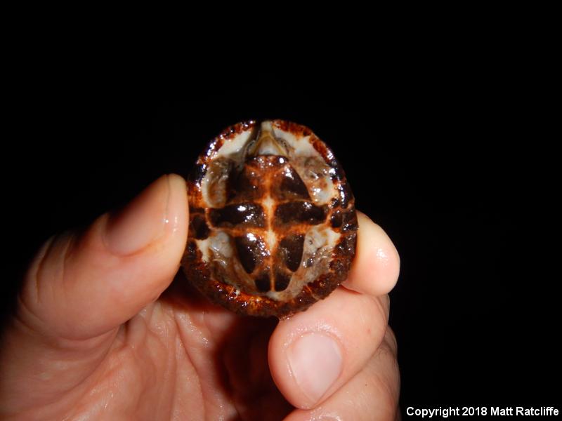 Loggerhead Musk Turtle (Sternotherus minor)