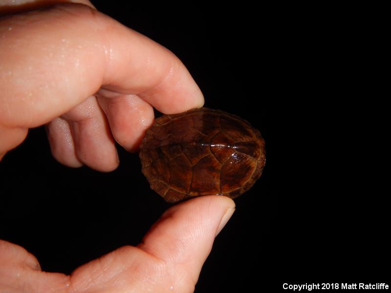 Loggerhead Musk Turtle (Sternotherus minor)