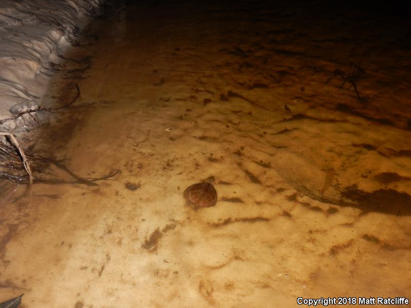 Loggerhead Musk Turtle (Sternotherus minor)