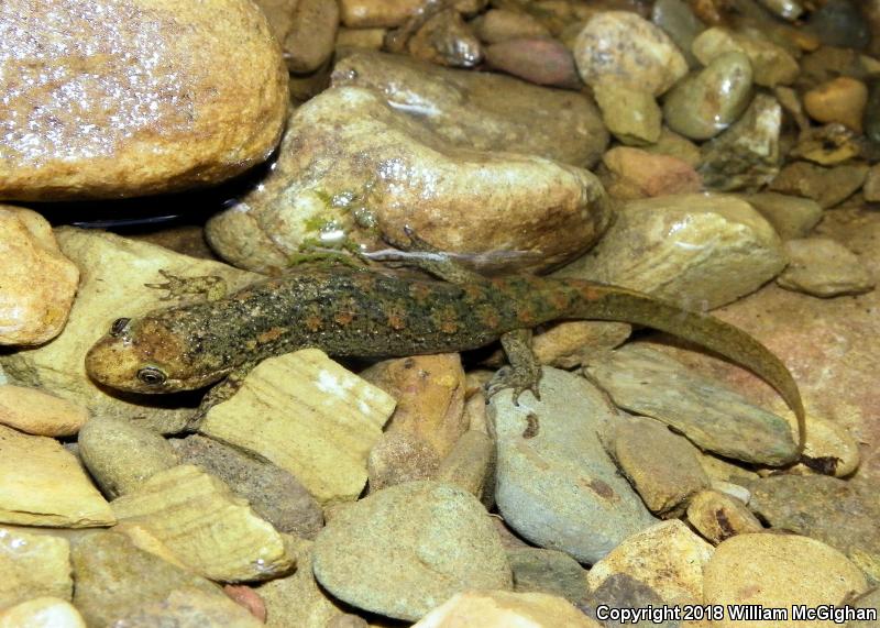 Black-bellied Salamander (Desmognathus quadramaculatus)