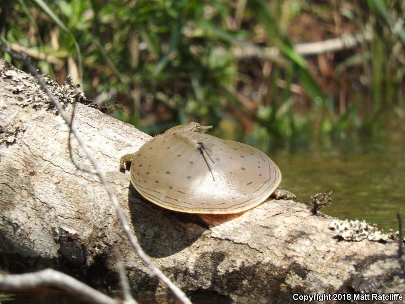 Gulf Coast Spiny Softshell (Apalone spinifera aspera)