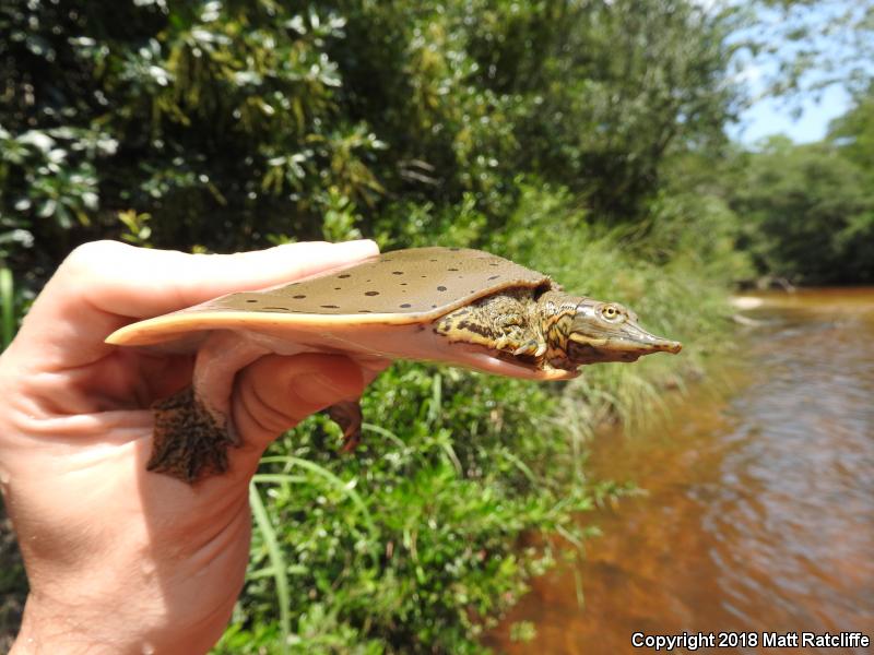 Gulf Coast Spiny Softshell (Apalone spinifera aspera)