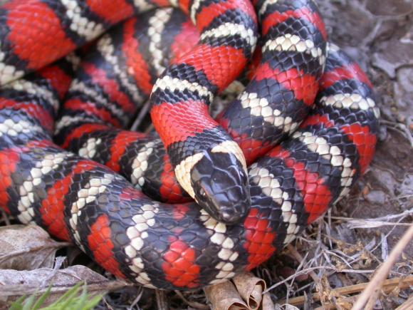 San Diego Mountain Kingsnake (Lampropeltis zonata pulchra)