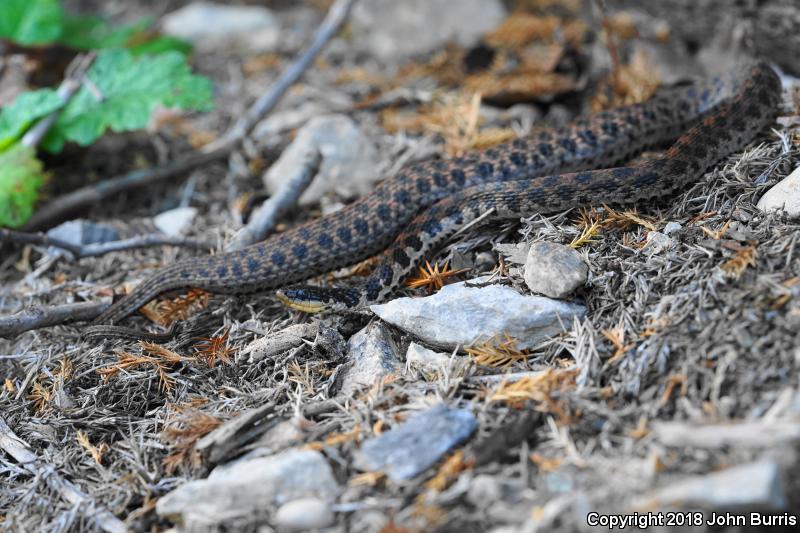 Kirtland's Snake (Clonophis kirtlandii)