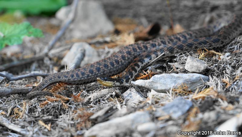 Kirtland's Snake (Clonophis kirtlandii)