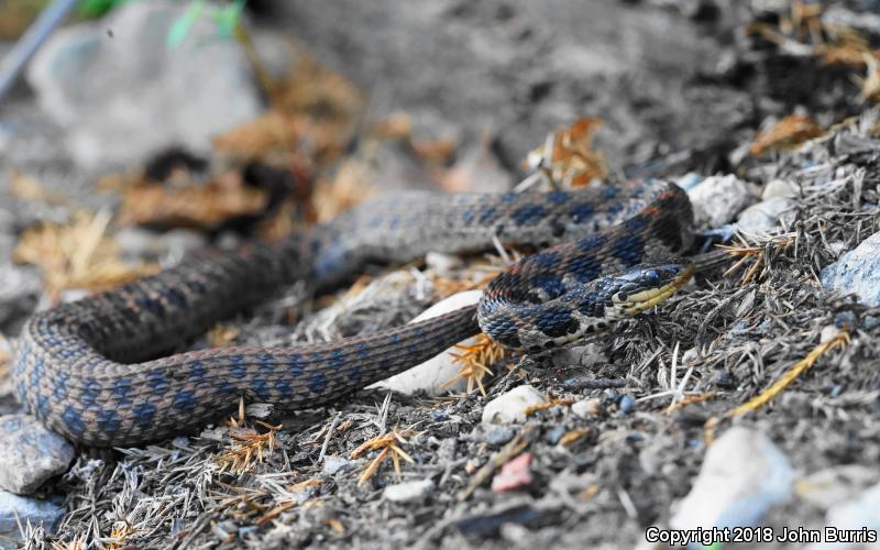 Kirtland's Snake (Clonophis kirtlandii)