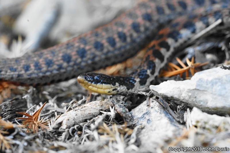 Kirtland's Snake (Clonophis kirtlandii)