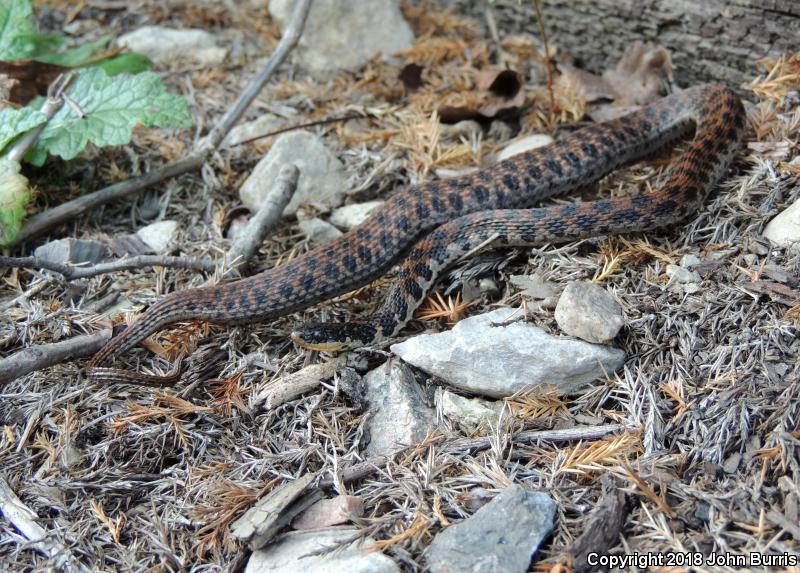 Kirtland's Snake (Clonophis kirtlandii)