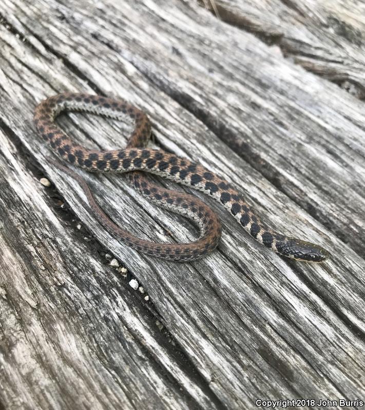 Kirtland s Snake Clonophis Kirtlandii 