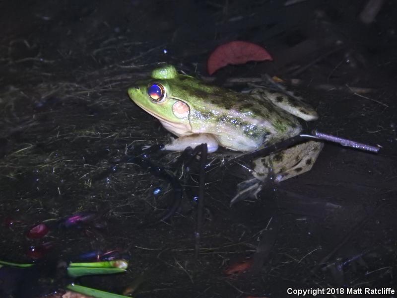 Pig Frog (Lithobates grylio)