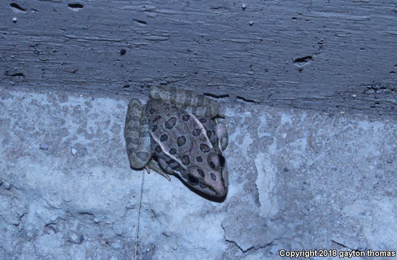 Lowland Leopard Frog (Lithobates yavapaiensis)