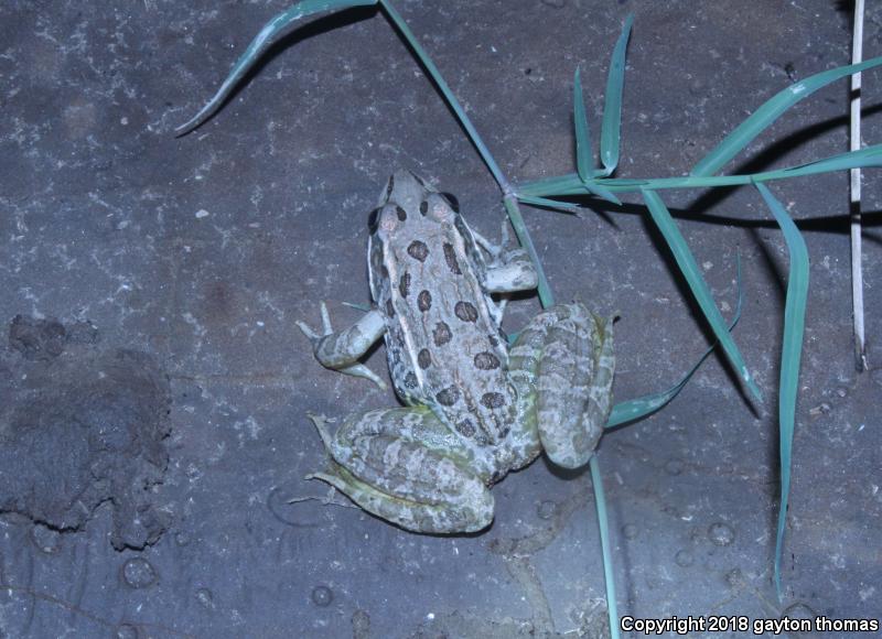 Lowland Leopard Frog (Lithobates yavapaiensis)