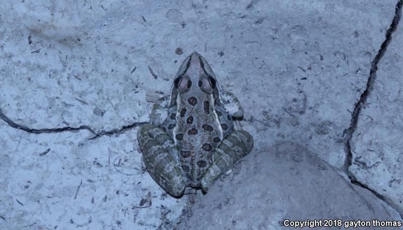 Lowland Leopard Frog (Lithobates yavapaiensis)