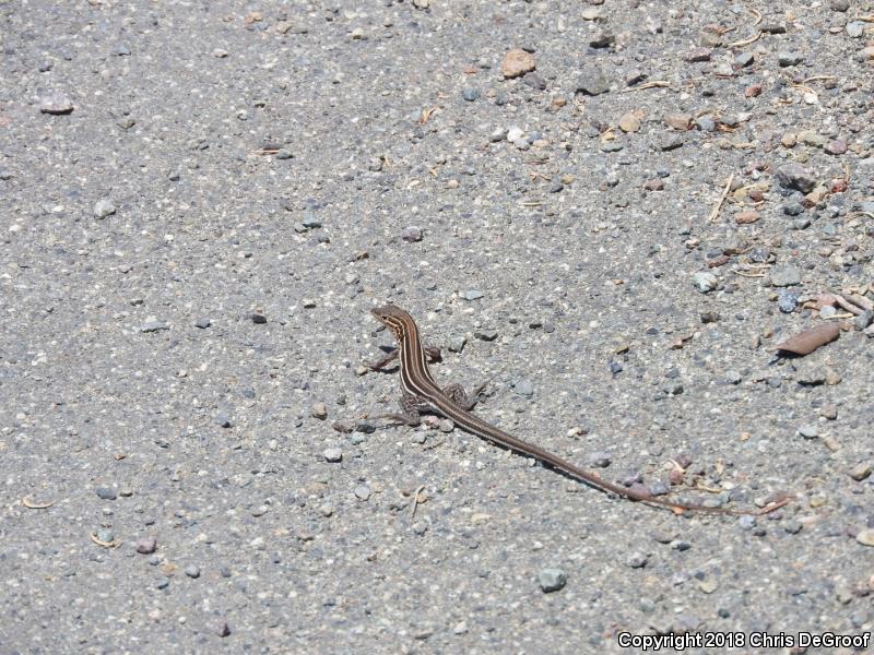 Belding's Orange-throated Whiptail (Aspidoscelis hyperythra beldingi)