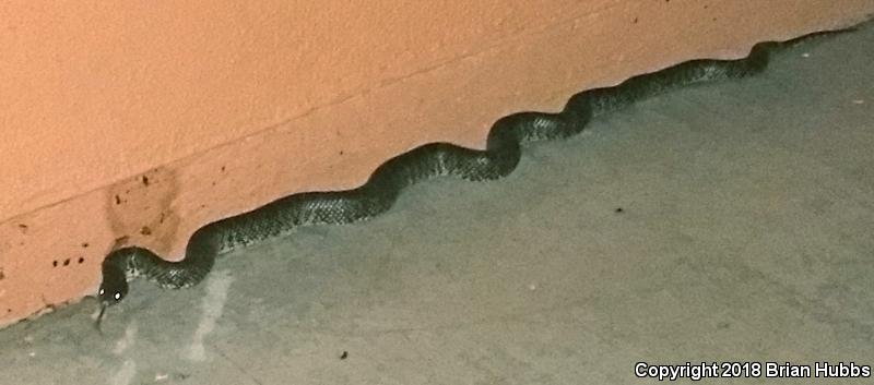 Desert Kingsnake (Lampropeltis getula splendida)